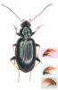 Bembidion tibiale